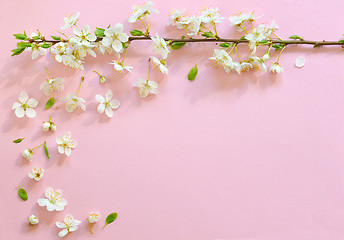 Image showing Cherry blossom on pink background