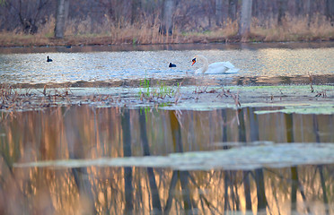 Image showing Single swan at sunrise