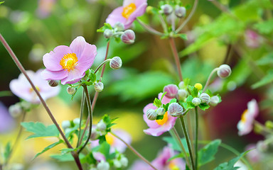 Image showing Japanese anemone flowers