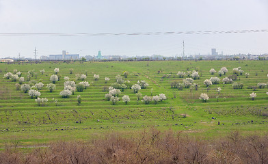 Image showing Blooming cherry trees