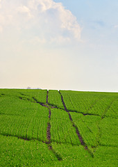 Image showing Hashtag sign on field