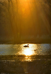 Image showing Single swan at sunrise