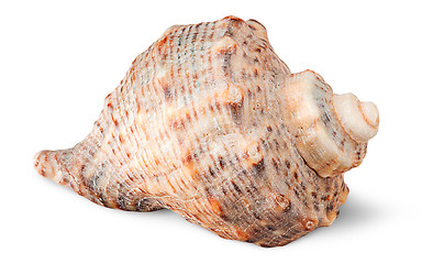 Image showing Seashell rapana side view