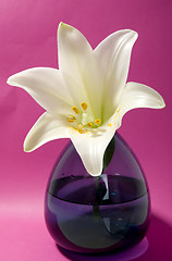 Image showing White lily on pink background