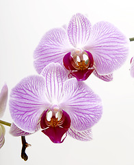 Image showing Orchids