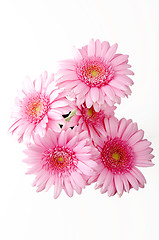 Image showing Pink flowers