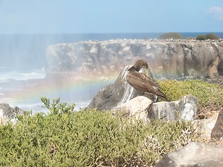 Image showing Rainbow