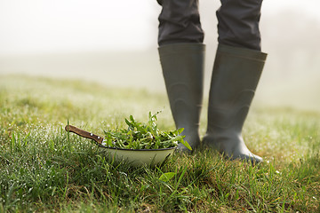 Image showing Dandelion