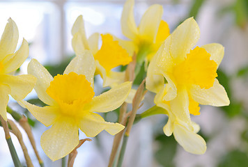 Image showing Fresh spring narcissus flowers 
