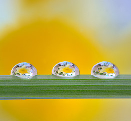 Image showing Yellow daffodils reflexion in drops