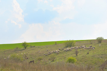 Image showing Herd of ships