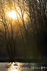 Image showing Single swan at sunrise