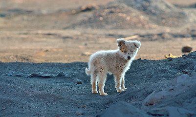 Image showing Vagabond puppy dog