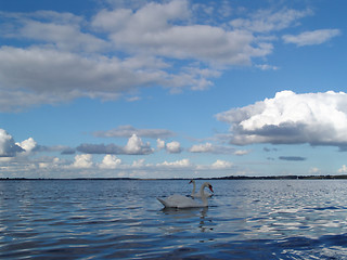 Image showing fjord with swans