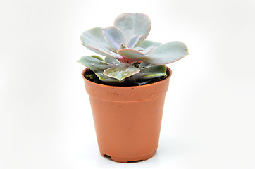 Image showing Succulent plant in pot