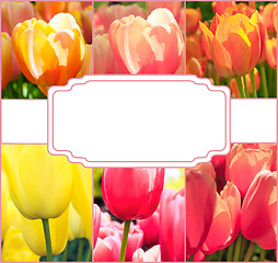 Image showing Tulip fields collage of different tulips