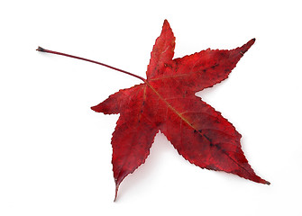 Image showing Red Maple Leaf