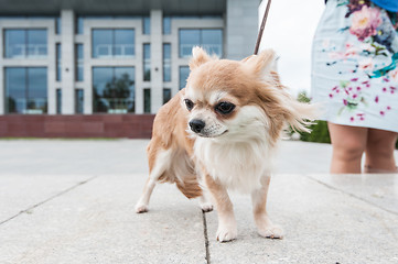 Image showing chihuahua walking in the city