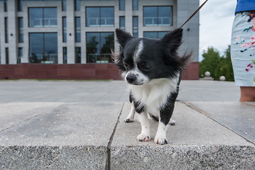 Image showing chihuahua walking in the city