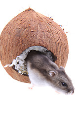 Image showing Dzungarian hamster and his coconut house