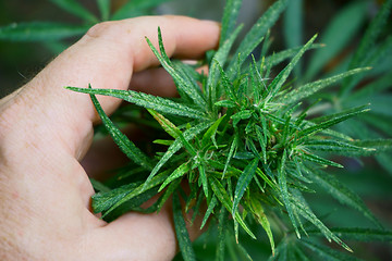 Image showing marijuana plant in human hand