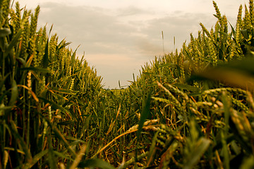 Image showing Cornfield