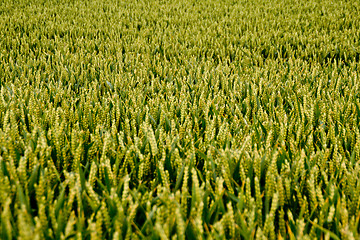 Image showing Cornfield