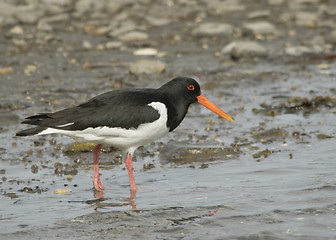 Image showing Oystercatcher