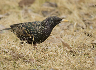 Image showing Common Starling