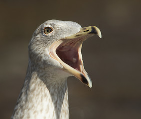 Image showing Herring gull