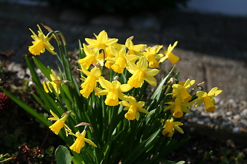 Image showing Small Daffodils