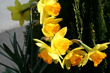 Image showing Daffodils