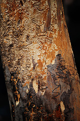 Image showing Scribbly Gum
