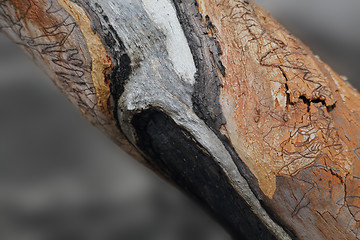 Image showing Scribbly Gum