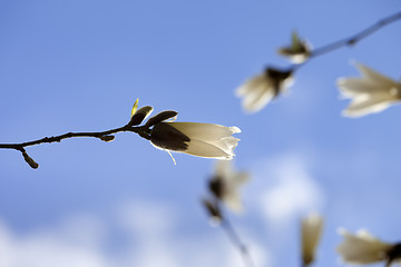 Image showing Buds of blooming magnolia and blue sky