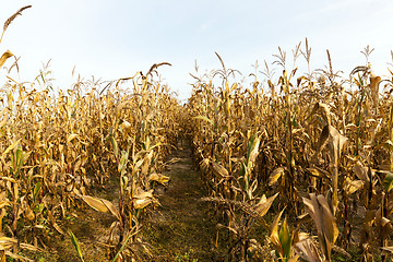 Image showing ears of ripe corn