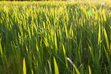 Image showing Field with cereal