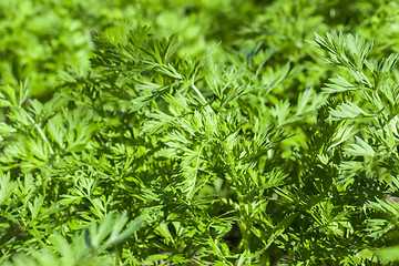 Image showing green parsley in a field