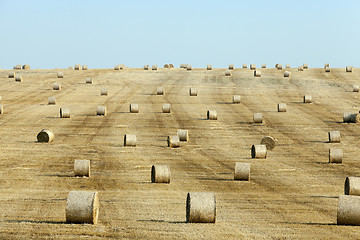 Image showing haystacks in a field of straw