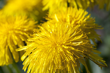 Image showing yellow dandelions in spring