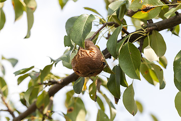 Image showing rotten pear on the tree