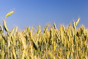 Image showing immature yellowing wheat