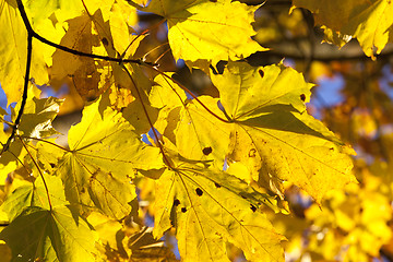 Image showing yellowed maple trees in autumn