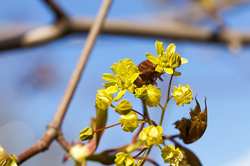 Image showing flowering maple tree