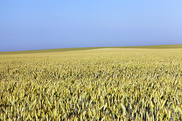 Image showing immature yellowing wheat