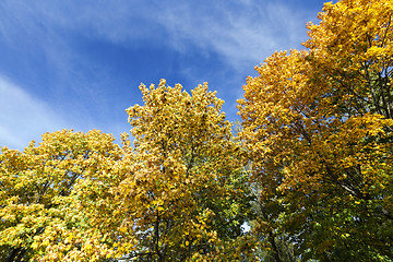 Image showing Maple Park in autumn