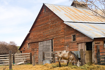 Image showing Lone Horse Grazes On Feed Farm Ranch Barn Corral