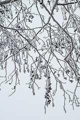 Image showing Alder branches covered with frost