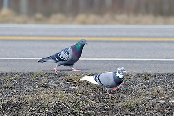 Image showing Worry Among Pair of Pigeons 