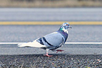 Image showing Pretty Pigeon